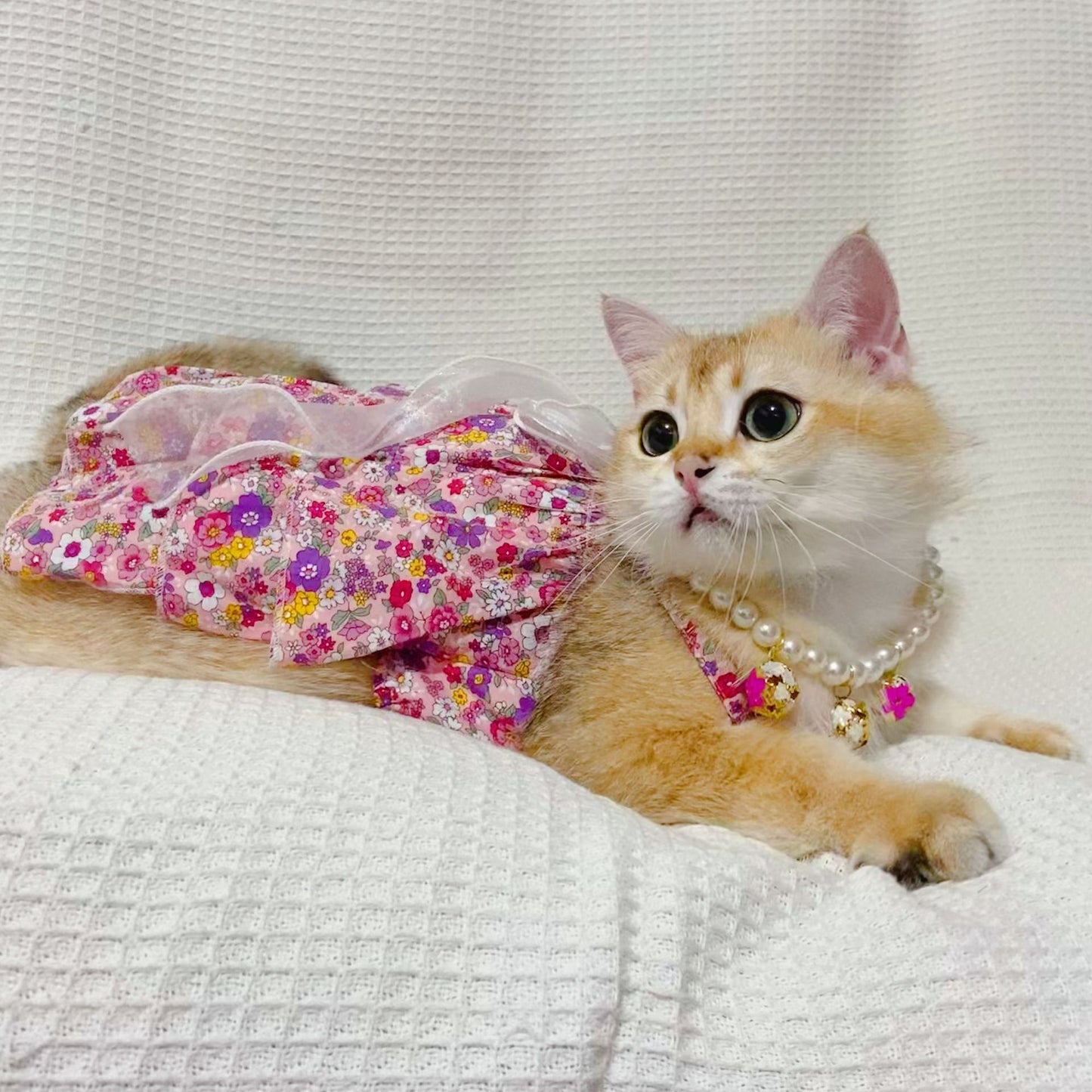 Spring & Summer Pet Dress – Adorable Floral Outfit for Cats & Dogs