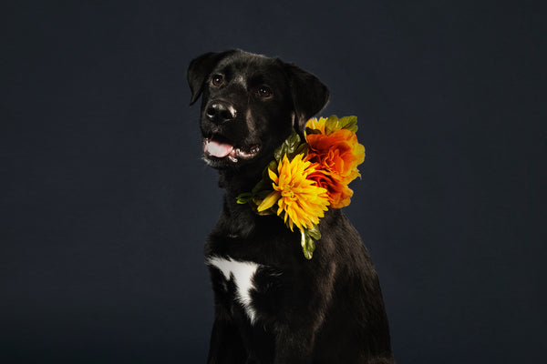 Pet Clothes